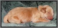 Rina REagan pups 1 wk old 121