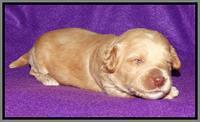 Rina REagan pups 2 wks old 101