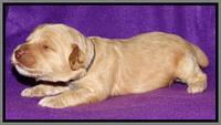 Rina REagan pups 2 wks old 111