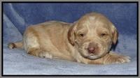 Rina Reagan pups 3 weeks old 032