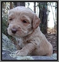 Rina Reagan pups 4 wks old 121