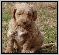 Rina Reagan pups 6 wks old 201