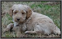 Rina Reagan pups 6 wks old 211