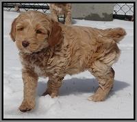 Rina Reagan pups 7 wks old 161