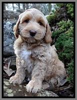Rina Reagan pups 8 wks old 009