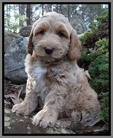 Rina Reagan pups 8 wks old 011
