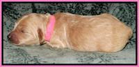 Rina REagan pups 1 wk old 131