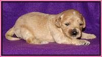Rina REagan pups 2 wks old 131