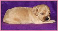 Rina REagan pups 2 wks old 141