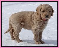 Rina Reagan pups 7 wks old 211