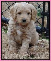 Rina Reagan pups 7 wks old 221