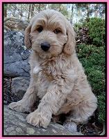 Rina Reagan pups 9 wks old 2 018