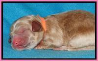 Rina Reagan pups newborn 141