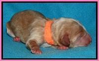 Rina Reagan pups newborn 151