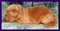 Rina REagan pups 1 wk old 151
