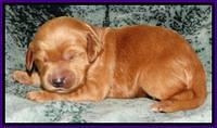 Rina REagan pups 1 wk old 161