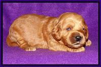 Rina REagan pups 2 wks old 161