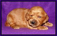 Rina REagan pups 2 wks old 171
