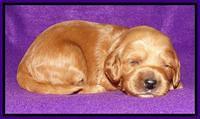 Rina REagan pups 2 wks old 181