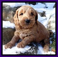 Rina REgan pups 5 wks old 141