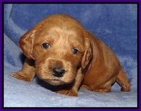 Rina Reagan pups 3 weeks old 050