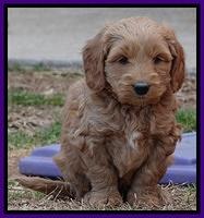 Rina Reagan pups 6 wks old 291