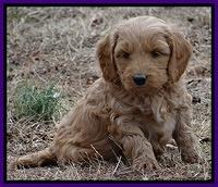 Rina Reagan pups 6 wks old 301