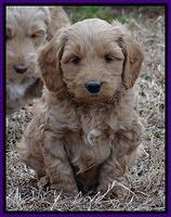 Rina Reagan pups 6 wks old 311