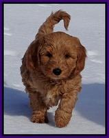 Rina Reagan pups 7 wks old 281