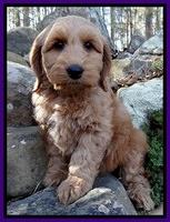 Rina Reagan pups 8 wks old 020
