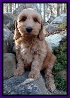 Rina Reagan pups 8 wks old 028