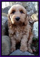 Rina Reagan pups 8 wks old 033