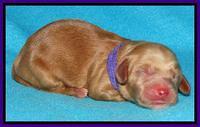 Rina Reagan pups newborn 161