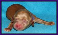 Rina Reagan pups newborn 171