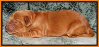 Rina REagan pups 1 wk old 171