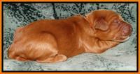Rina REagan pups 1 wk old 181