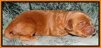 Rina REagan pups 1 wk old 191