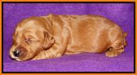 Rina REagan pups 2 wks old 191