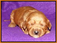 Rina REagan pups 2 wks old 201