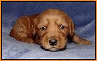 Rina Reagan pups 3 weeks old 061