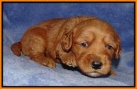 Rina Reagan pups 3 weeks old 062