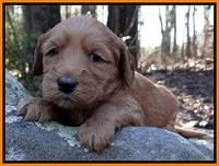 Rina Reagan pups 4 wks old 201