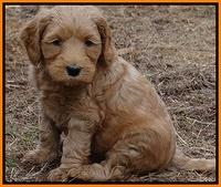 Rina Reagan pups 6 wks old 341
