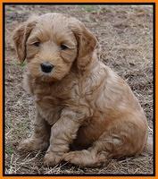 Rina Reagan pups 6 wks old 351