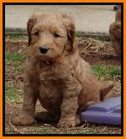 Rina Reagan pups 6 wks old 361