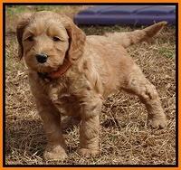 Rina Reagan pups 6 wks old 371