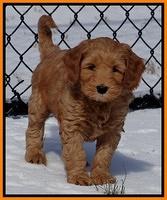 Rina Reagan pups 7 wks old 301