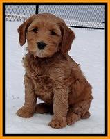 Rina Reagan pups 7 wks old 311