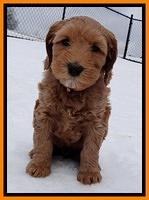 Rina Reagan pups 7 wks old 321