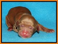 Rina Reagan pups newborn 181